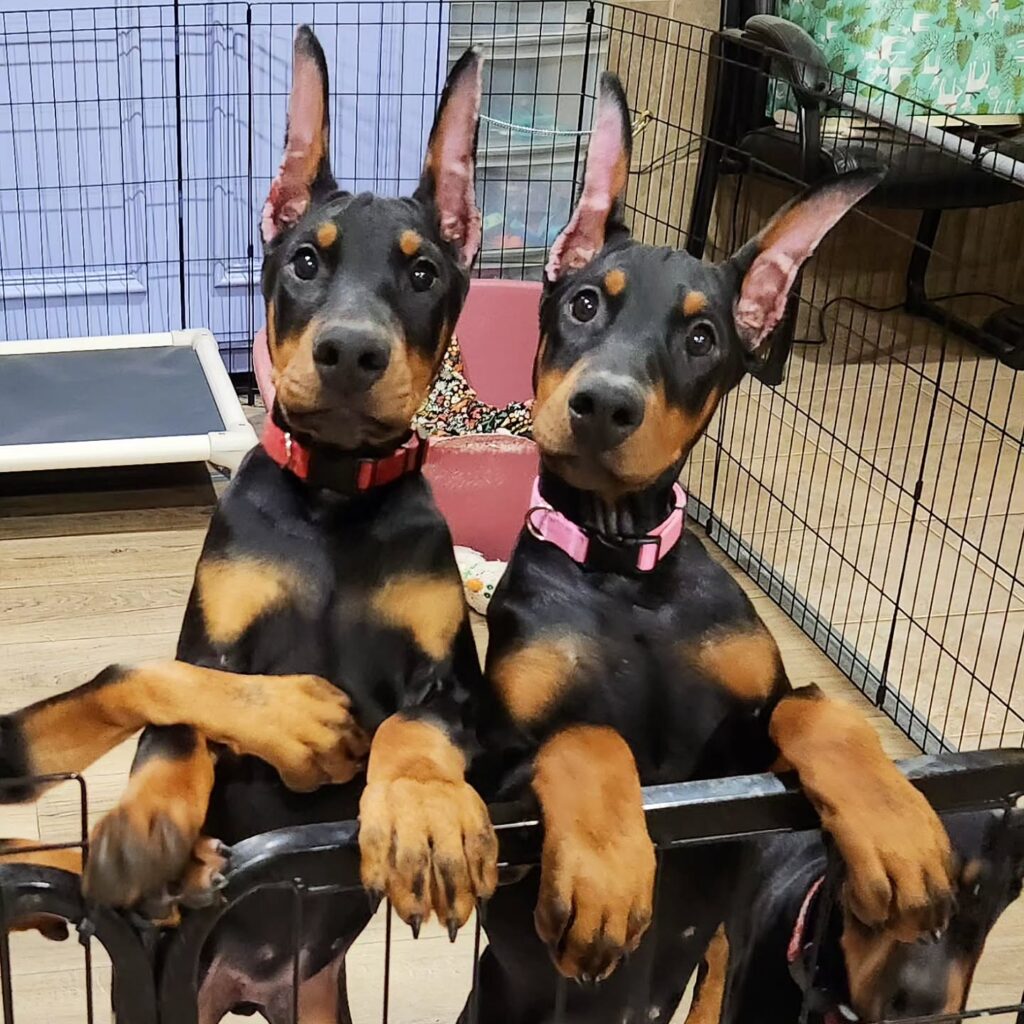 Adorable Doberman Puppies for Sale in Pittsburgh!