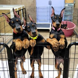 Discover Stunning Doberman Puppies for Sale in Connecticut!