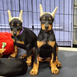 Exceptional doberman puppies for sale $600