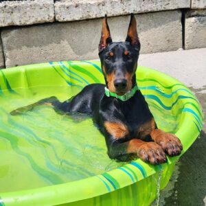 Find Your Perfect Doberman Puppy for Sale Near Me!