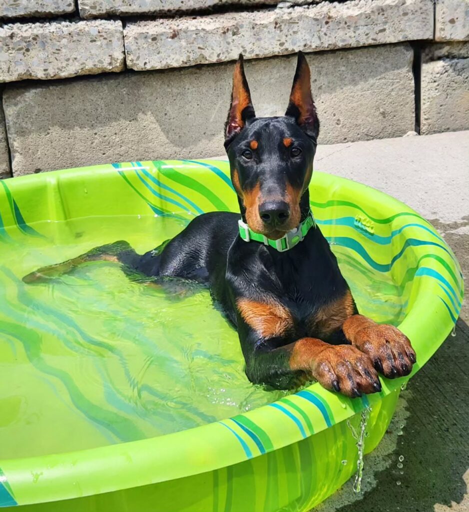 Find Your Perfect Doberman Puppy for Sale Near Me!