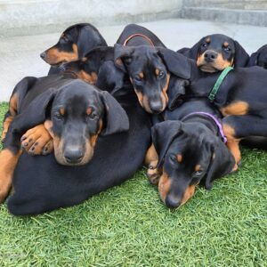 Introducing Our Doberman Puppies for Sale