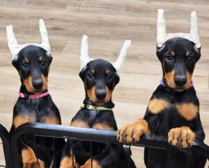 Litter of black and rust Doberman puppies playing